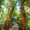 The Enchanted Knysna Forest: A Journey Through Time and Nature